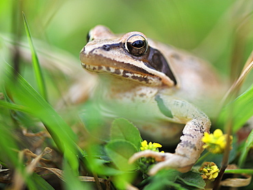 Grass frog in the grass, France 