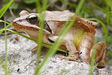 Grass frog roadside, France