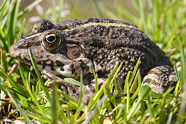 Lowland Frog on grass, France 