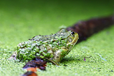 Green frog and duckweed in a pond, France