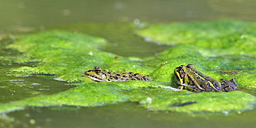 Pool frogs on Algae, France 