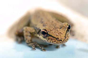 Red Snouted Treefrog, French Guiana