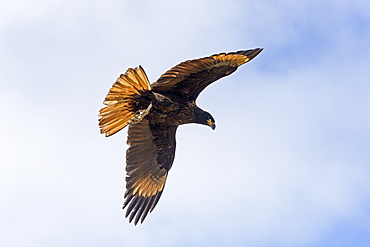 Striated Caracara in flight, Falklands Saunders Island