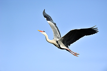 Grey Heron in flight, PNR Camargue France 