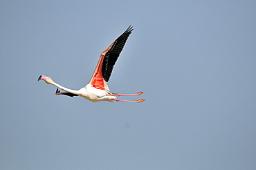 Great Flamingo in flight, Pont de Gau France 