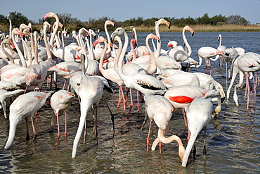 Great Flamingoes feeding in water, Pont de Gau France 