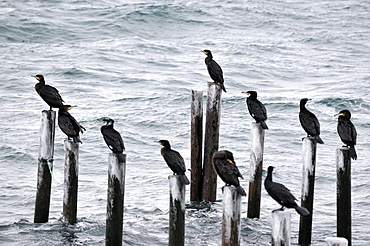 Great Cormorants on piles beside the fjord, Norway 