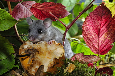 Fat Dormouse eating an apple fell, France