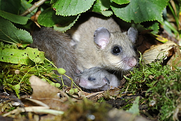 Fat Dormouse female and young, France 