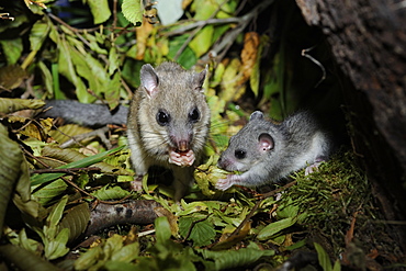 Fat Dormouse and young eating Hornbeam samaras , France