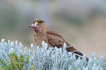 Chimango Caracara eating on bush, Argentina