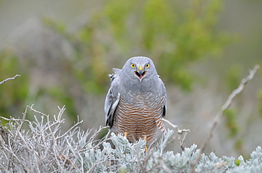 Male Cinereous Harrier on a bush, Argentina 