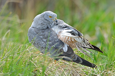 Cinereous Harrier male grooming on ground, Argentina 