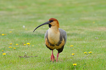 Andean Ibis walking in grass, Argentina