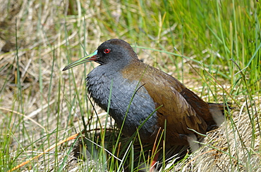 Plumbeous Rail warming, El Calafate Argentina 