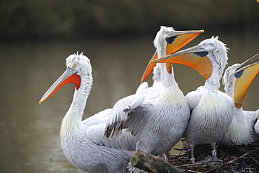 Dalmatian pelicans on the riverbank 