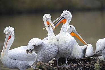 Dalmatian pelicans on the riverbank 