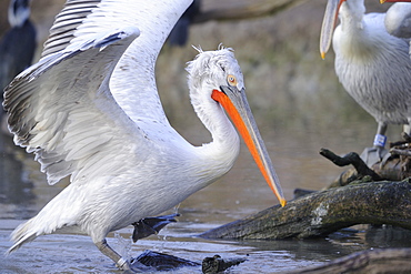 Dalmatian pelicans on the riverbank 