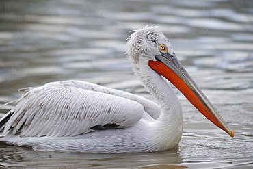 Dalmatian pelican on water