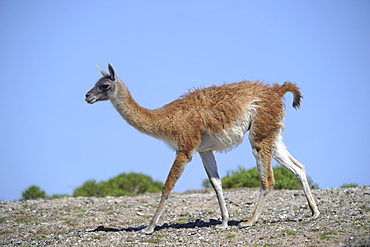 Guanaco walking amble, Argentina 