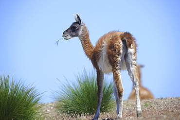 Guanaco in the steppe eating, Argentina