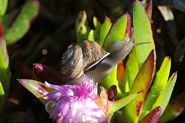 Snail on Carpobrotus, Peninsula Valdes Argentina