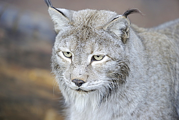 Portrait de Siberian lynx 