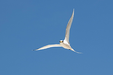 White-tailed tropic bird, Fregate Island Seychelles 