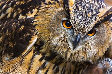 Portrait of Eurasian Eagle-owl, Cantabria Spain 