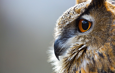 Portrait of Eurasian Eagle-owl, Cantabria Spain 