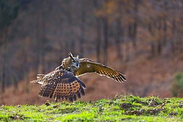 Eurasian Eagle-owl in flight near ground, Cantabria Spain 