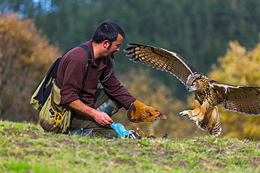 Eurasian Eagle-owl in flight and falconer, Cantabria Spain 