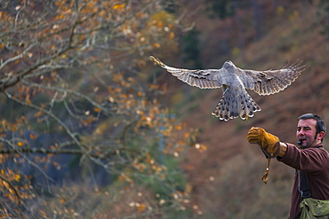 Northern Goshawk in flight and falconer, Cantabria Spain 