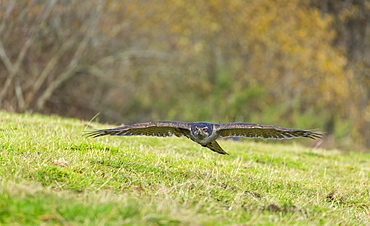 Northern Goshawk in flight near ground, Cantabria Spain 