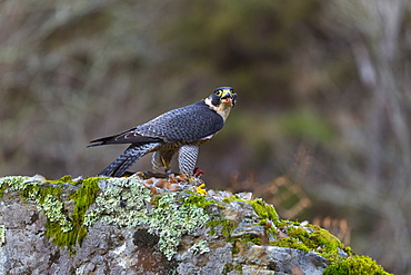 Pelegrine Falcon eating a Partridge, Cantabria Spain 