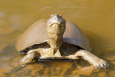 East African Serrated Mud Turtle, Kruger South Africa