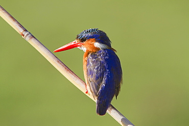 Malachite Kingfisher on a reed, Kruger South Africa