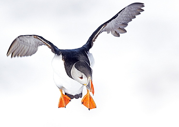 Puffin in flight, Norway