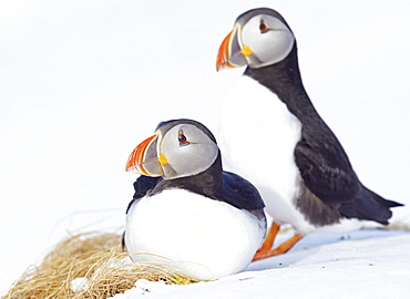 Couple of Puffin in the snow, Norway 