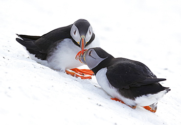 Couple of Puffin in the snow, Norway 