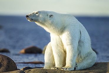 Polar Bear resting on rocky shoreline, Hudson Bay Canada