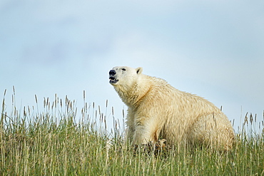 Polar Bear feeding on remains of Beluga, Hudson Bay Canada