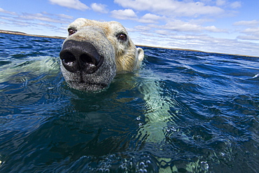 Portrait of Polar Bear swimming, Hudson Bay Canada