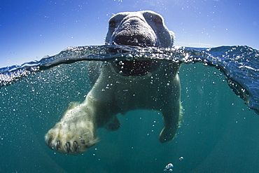 Polar Bear swimming, Hudson Bay Canada