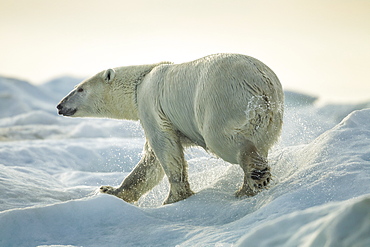 Polar Bear emerges from ocean, Hudson Bay Canada