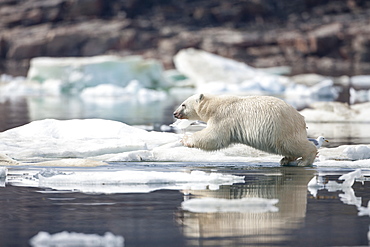 Polar Bear cub leaping from pack ice, Hudson Bay Canada