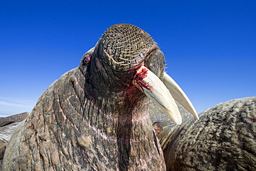 Portrait of Walrus resting on iceberg, Hudson Bay Canada