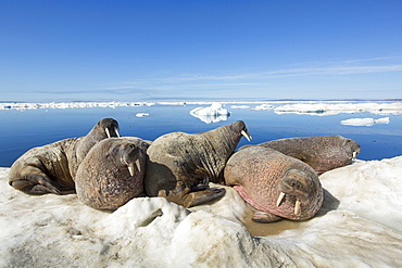 Walruses resting on iceberg, Hudson Bay Canada