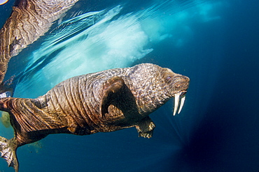 Walrus under water, Hudson Bay Canada