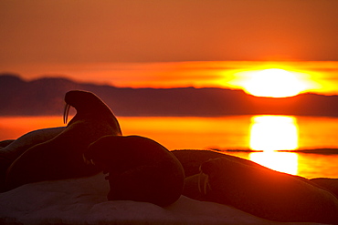 Walrus silhouette on melting sea ice- Hudson Bay Canada